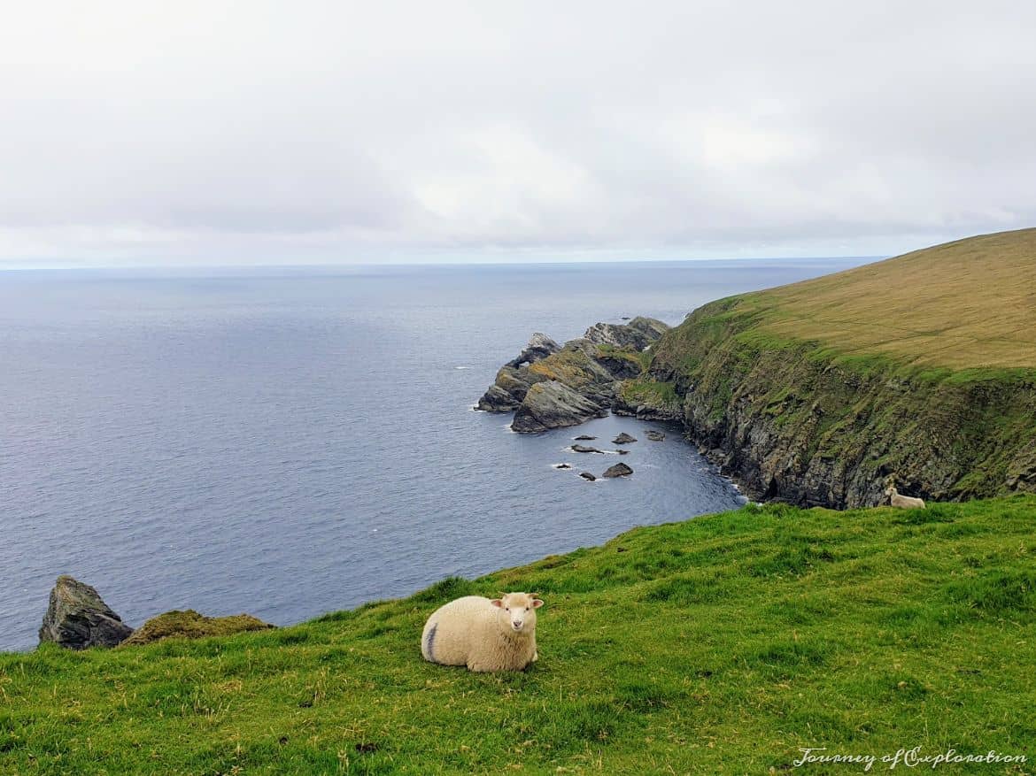 Sheep by the cliffs in Shetland