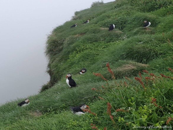 Puffins on the island of Mykines, Faroe Islands