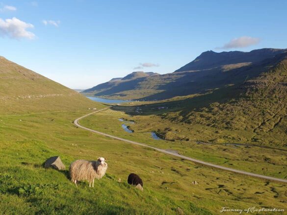 Sheep at a viewpoint in Faroes Islands